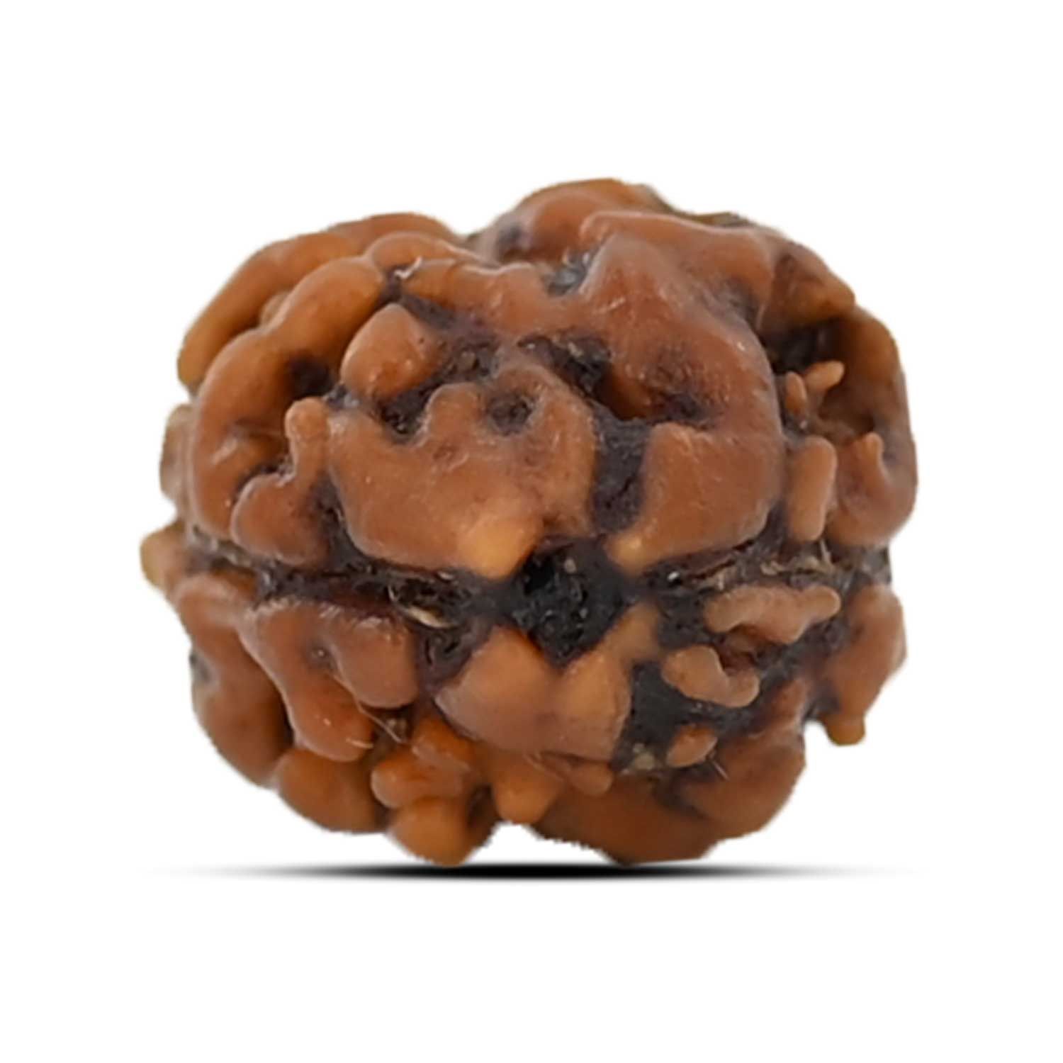 Shop Certified 2 Mukhi Rudraksha Online At The Best Price