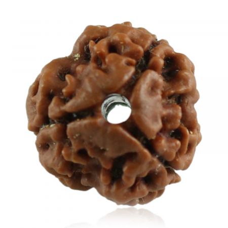 Get Original 3 Mukhi Rudraksha Online From Rashi Ratan Bhagya