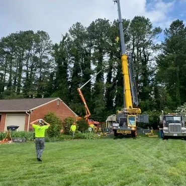 Looking For Tree Trimming Service Provider In Va