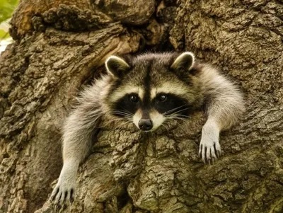Looking For Wildlife Management Company