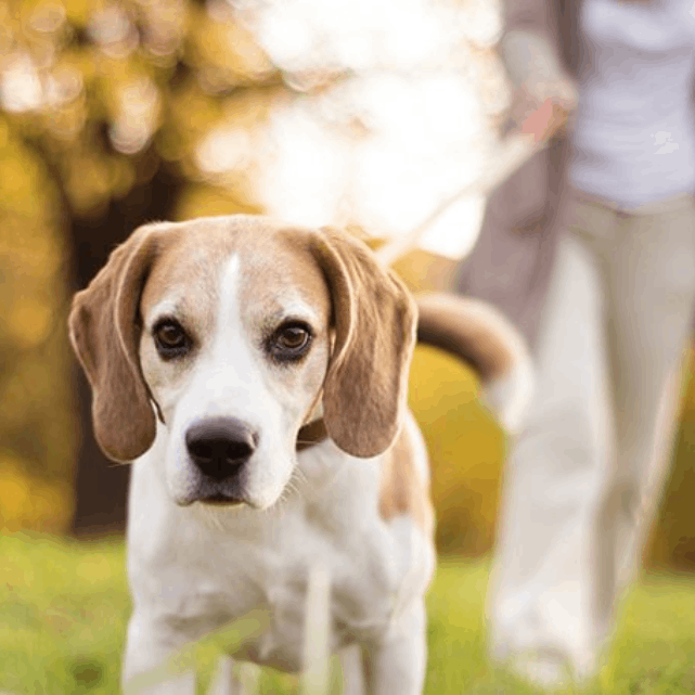 Doorstep Dog Grooming Dallas
