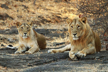 Experience The Gir Interpretation Zone For A Deep Dive Into Gir’s Ecosystem