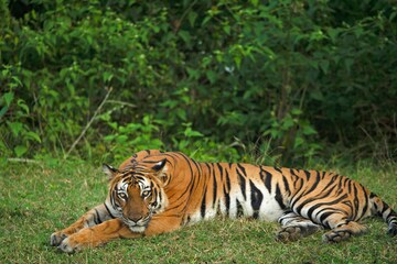 Reserve Ranthambore Tiger Sighting For Better Wildlife Experiencce