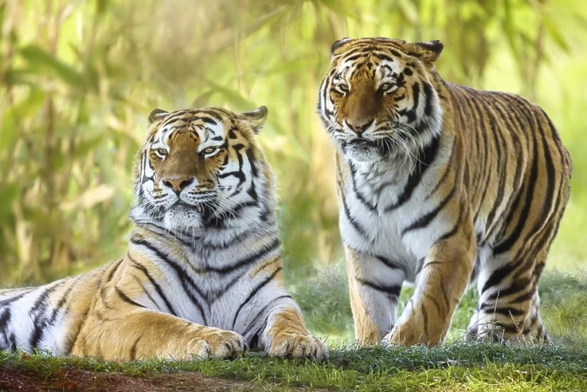 Plan  Ranthambore Safari Timing For Adventure In Stunning Reserve