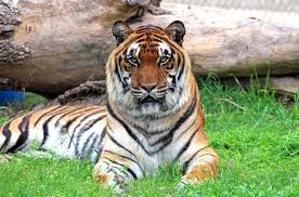 Explore Ranthambore Safari Timings To Spot Tigers