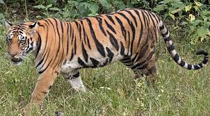Discover Top Tiger Reserves In India To Dive Into Wildlife Beauty