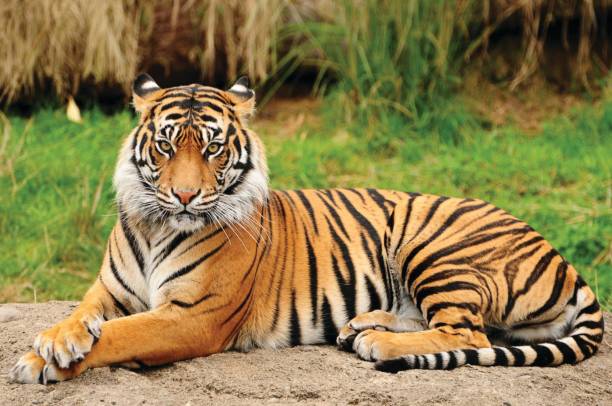 Witness The Thrill Of Ranthambore Tiger Sighting Opportunities