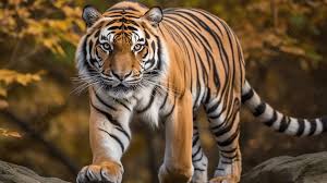 Unlock Adventures With Ranthambore Tiger Safari Booking Benefits
