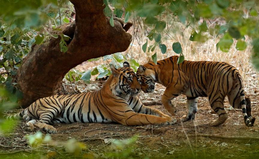 Book Ranthambore Tiger Sighting For Wild Tigers