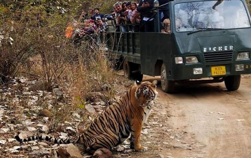 Plan Ranthambore Jungle Safari Booking For Wildlife Watching