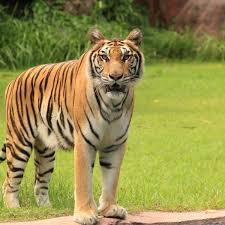 Reserve Ranthambore Safari Booking Online For Wonderful Experience