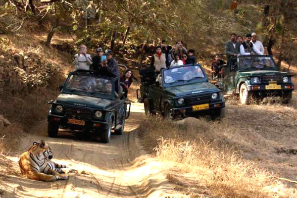Plan Ranthambore Tiger Safari Booking Online For Iconic Destination