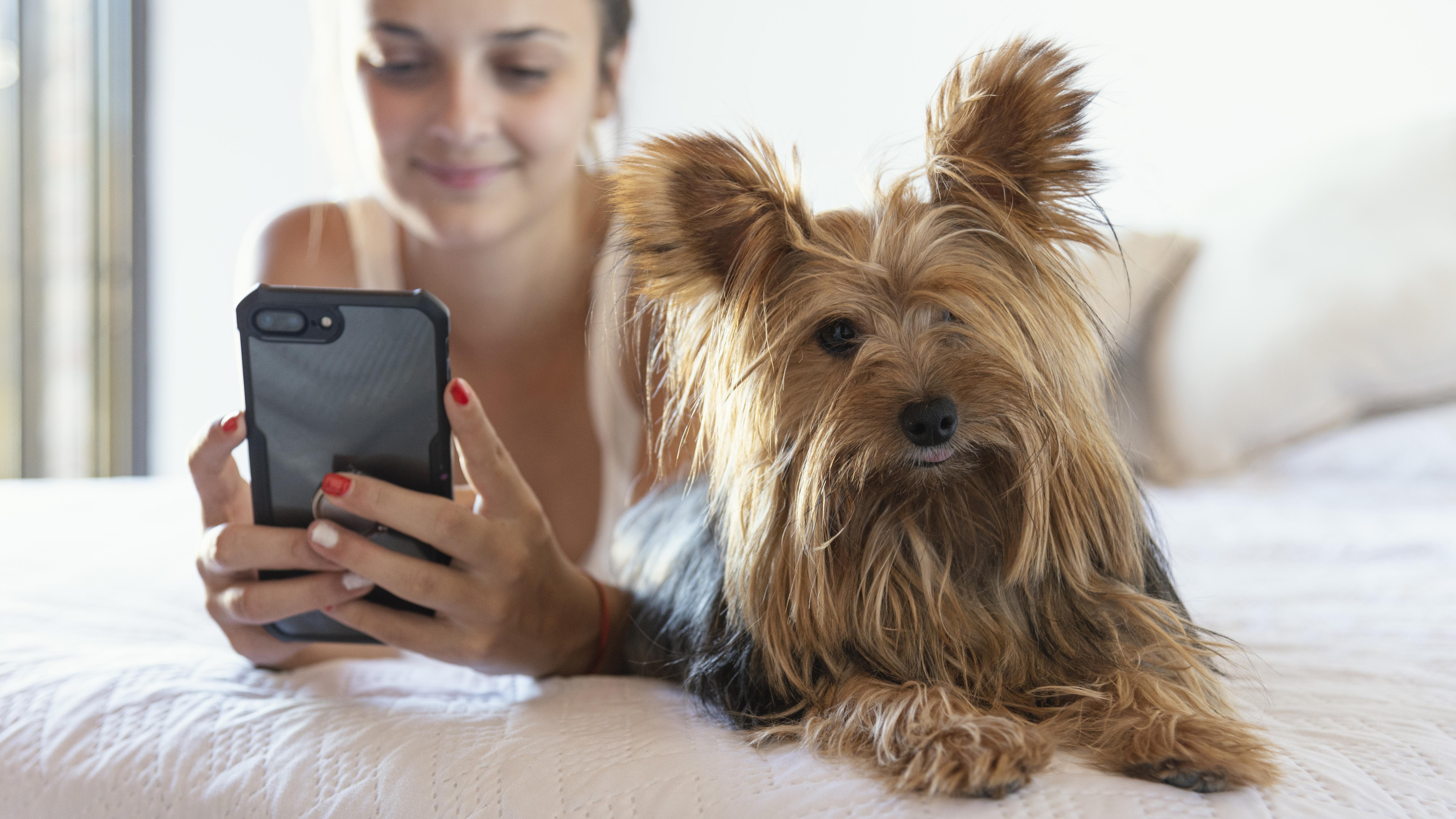 Mobile Dog Grooming Plano